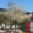 Arbre à Plainpalais