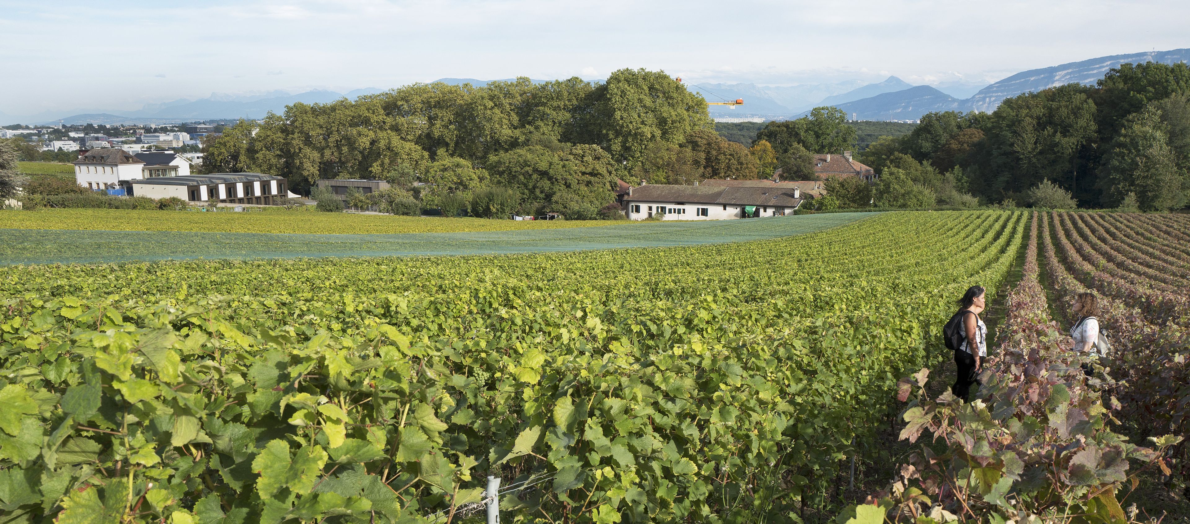 Paysage de vignes à Satigny
