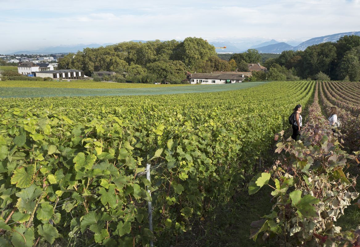 Paysage de vignes à Satigny