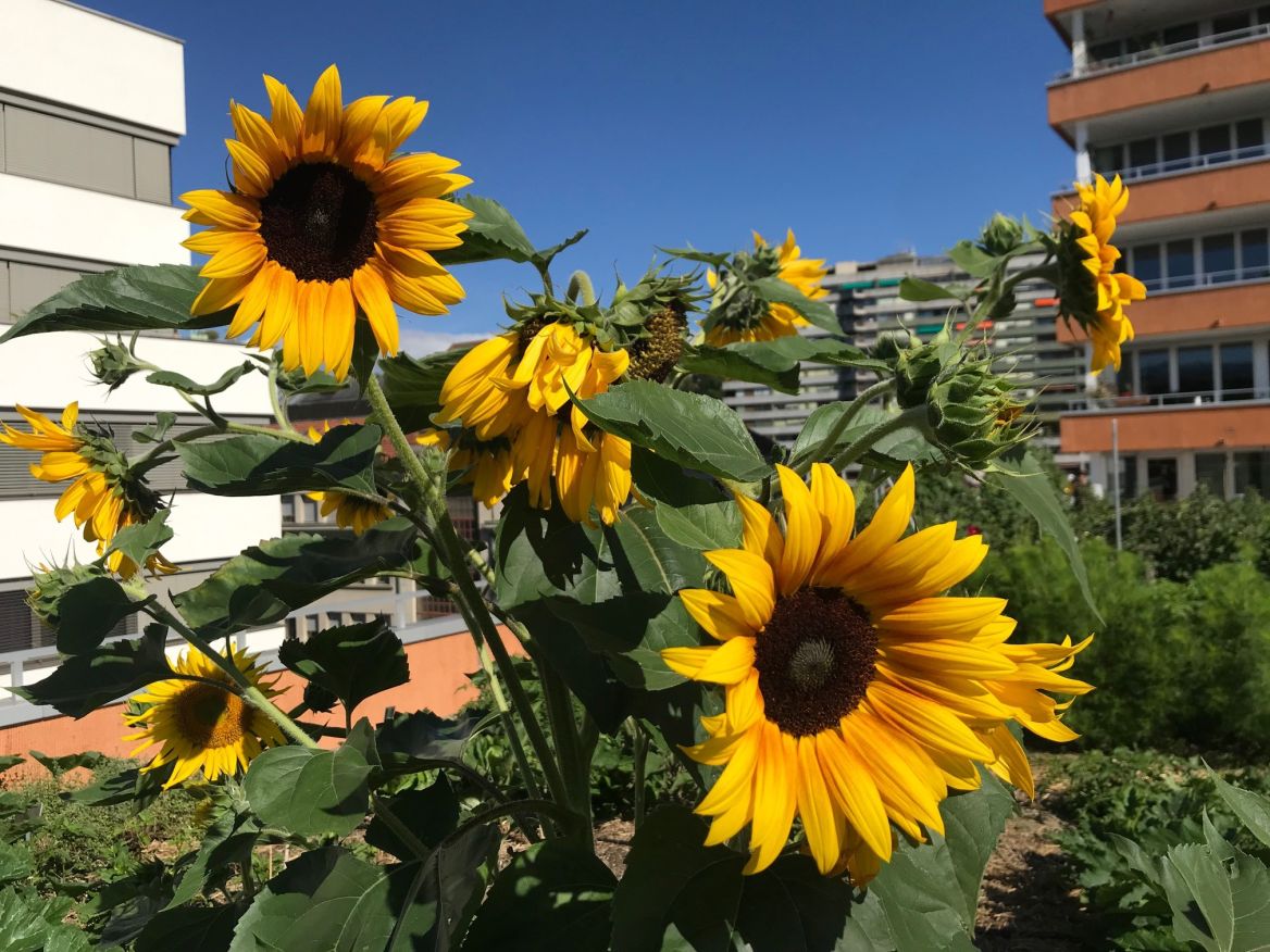 Toit de l'Ecoquartier Jonction